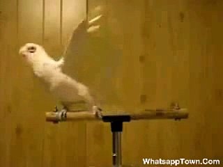 Parrot Dancing on punjabi Songs