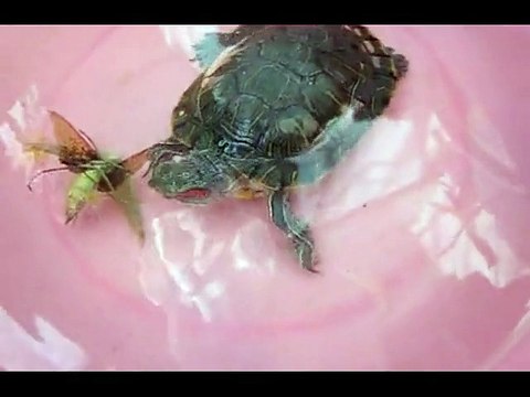 Red-eared slider eating a praying mantis
