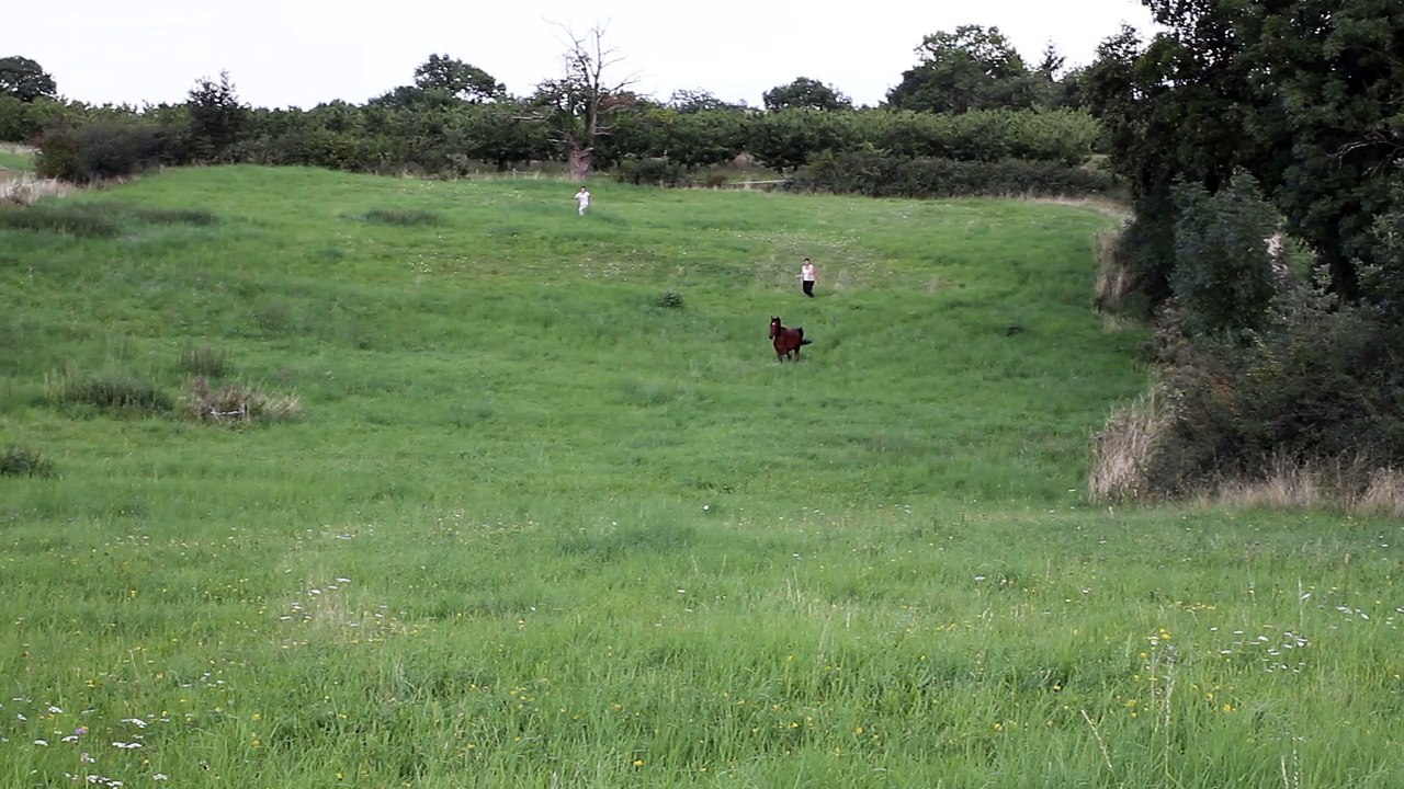 Caïdan - Galop dans le pré (vue de loin)