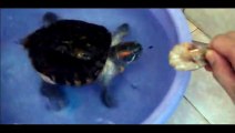 Feeding and playing with a beautiful Red-eared slider