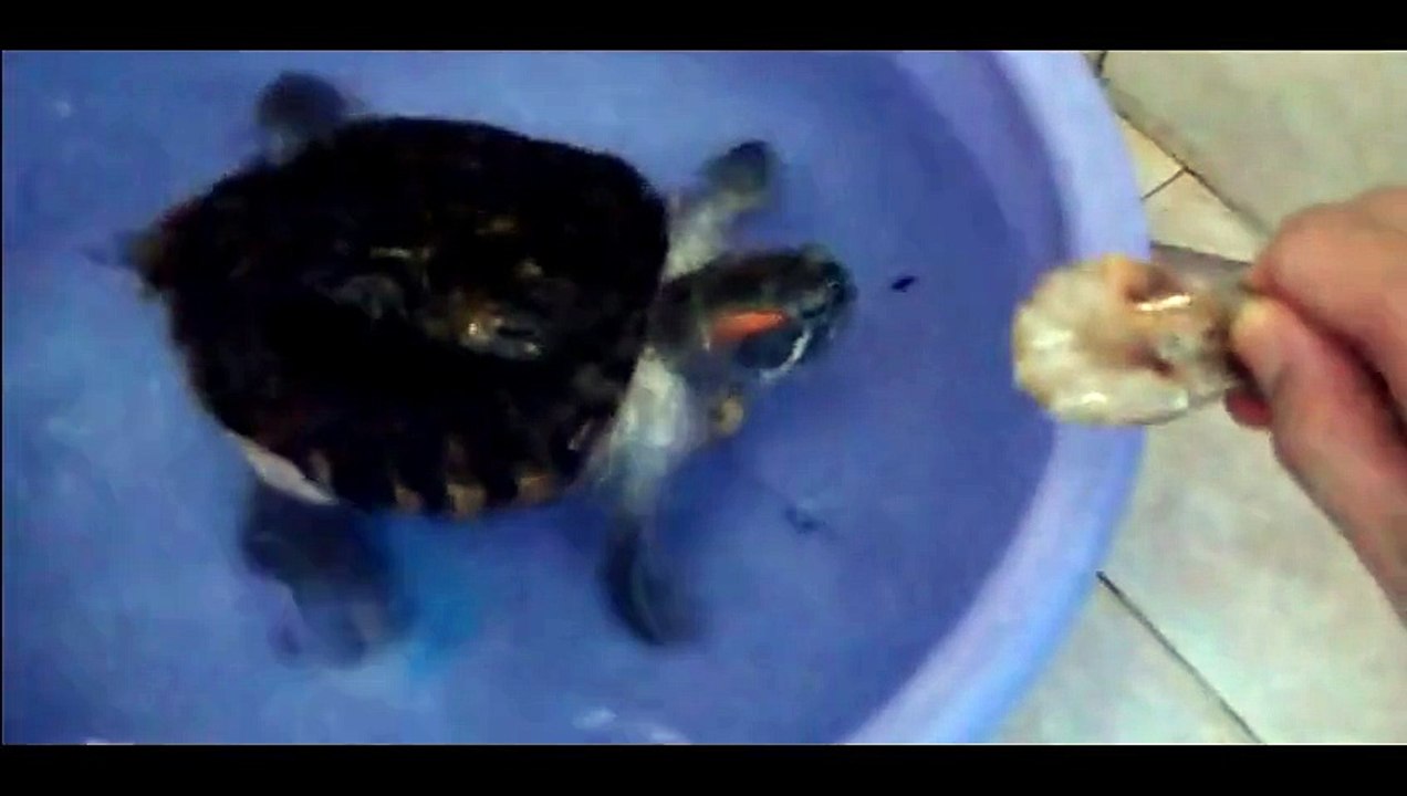 Feeding and playing with a beautiful Red-eared slider