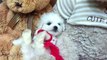 How Precious! Adorable Teacup Bichon Frise Puppy! More Bichon Frise