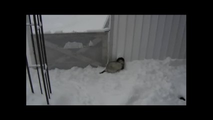 Funny ferrets enjoying the snow