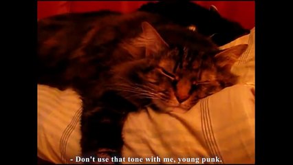 L'autorité parentale des chats