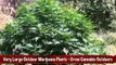Very Large Outdoor Marijuana Plants - Growing Cannabis Outdoors