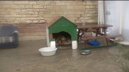 Soğuk Hava, Barınaktaki Hayvanları da Etkiliyor