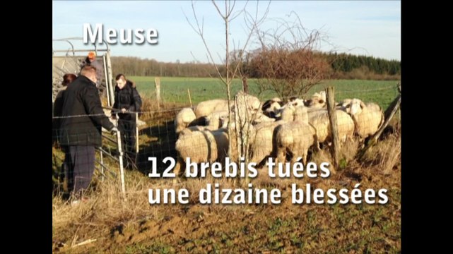 Meuse : douze brebis tuées