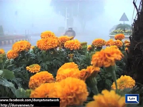 Dunya News - Fog engulfs areas of Punjab, disrupts routine life