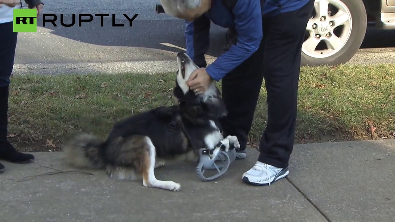 Cão ganha patas impressas em 3D nos EUA