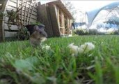 GoPro Captures Mouse Having a Snack