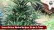 Several Outdoor Medical Marijuana Strains In Flower   Growing Marijuana