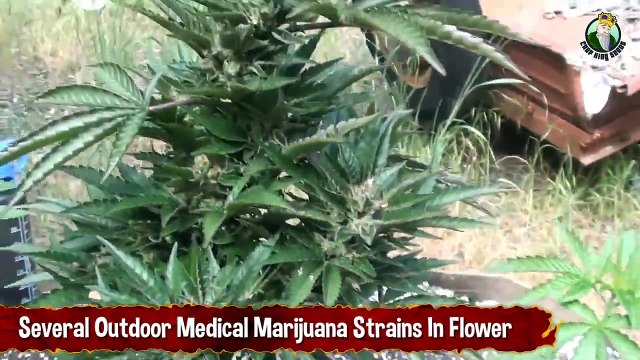 Several Outdoor Medical Marijuana Strains In Flower Growing Marijuana