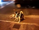 Moment trop mignon avec un chien qui essaye de secourir son compagnon fauché par une voiture