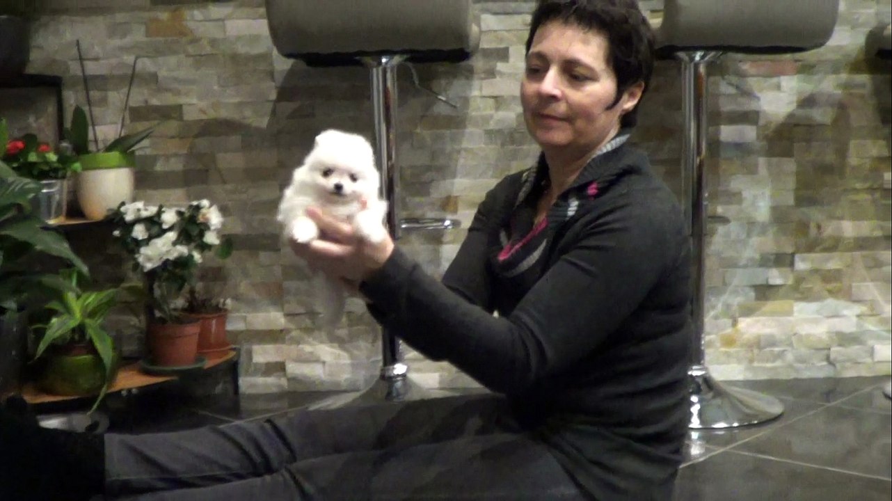 Chiots poméraniens blancs 1 mois et demi