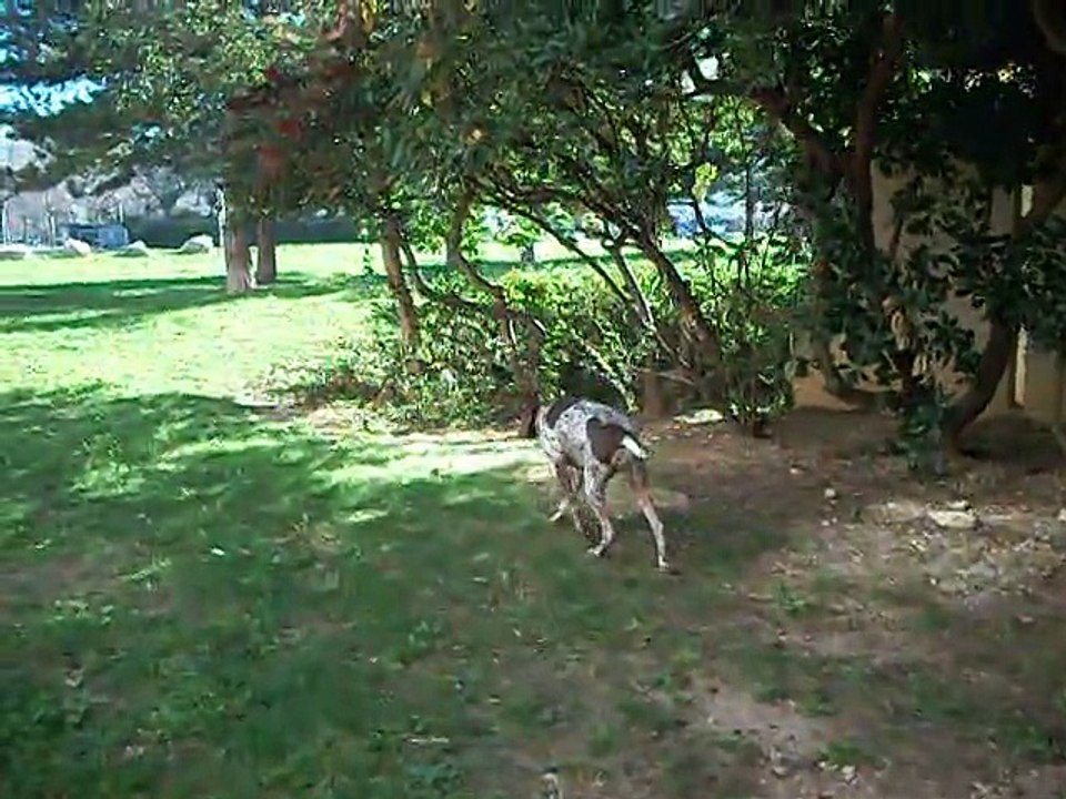 cirka coulé sur tourterelle