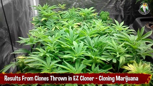 Results From Clones Thrown in EZ Cloner - Cloning Marijuana