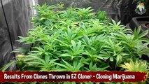 Results From Clones Thrown in EZ Cloner - Cloning Marijuana