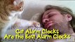 Cat Alarm Clocks Are The Best Alarm Clocks [Funny Compilation] -