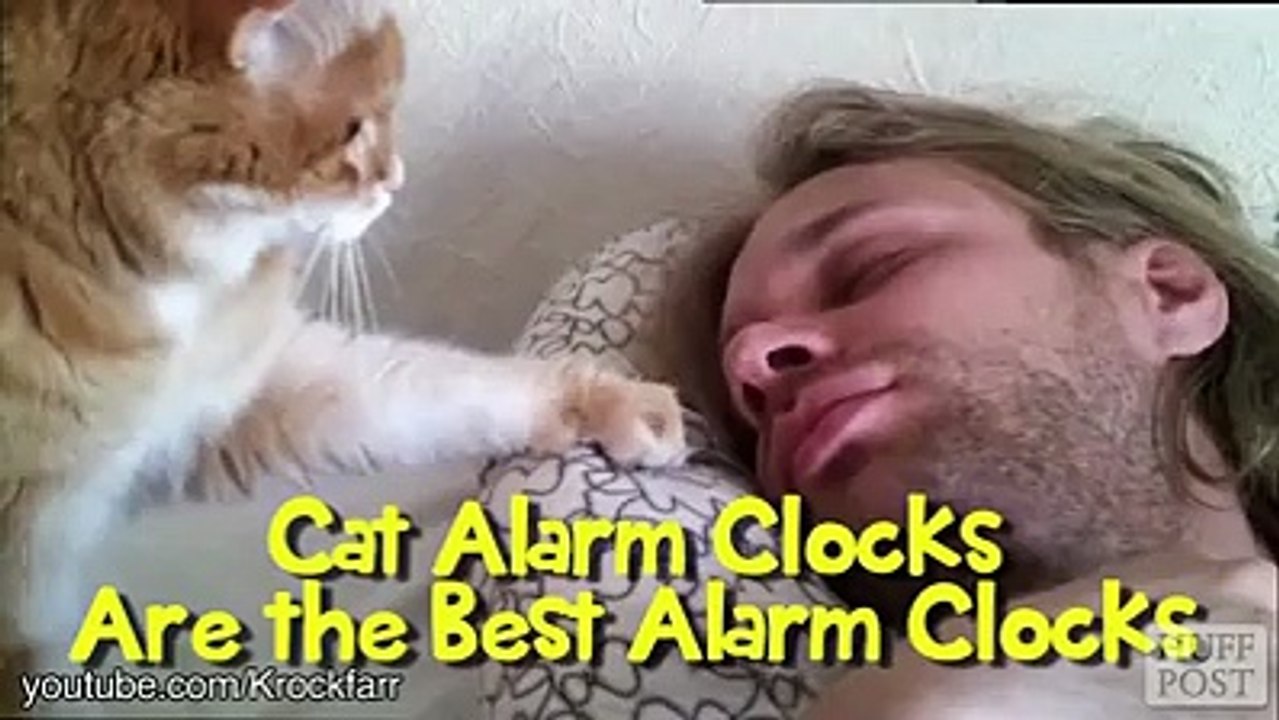 Cat Alarm Clocks Are The Best Alarm Clocks [Funny Compilation] -