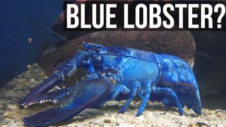 Interesting Facts About Lobsters - MOTHERLOADED