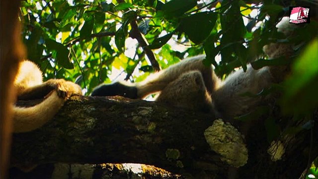 Мир Дикой Природы-5