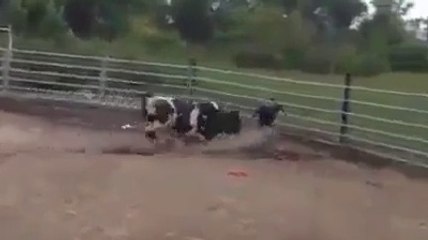 OMG !!! Bull attacked man badly