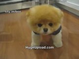 Boo - The World's Cutest Dog - Greatest Hits! ( All Videos ) - MUST SEE!