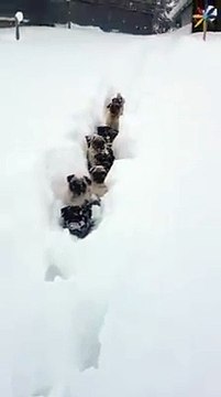 bu yavru köpekler bir acayip