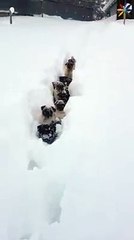 bu yavru köpekler bir acayip