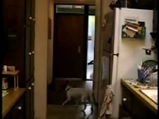 Scat Matt Video Demonstration