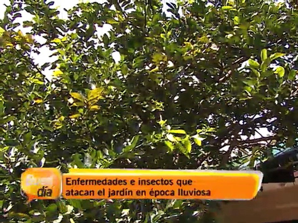 Enfermedades e insectos que atacan el jardín en época lluviosa
