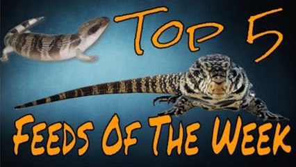 Black And Blue! - Top 5 Feeds Of The Week - Episode 3