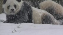 Panda Bao Bao enjoys first snowfall
