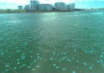 Masses of Blue Jellyfish Invade Australia's Gold Coast