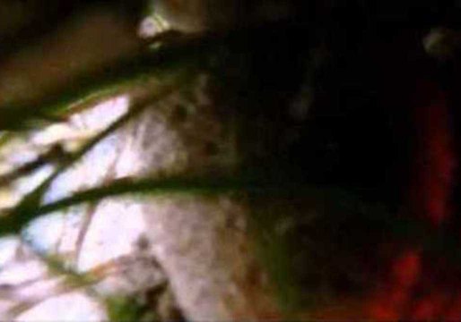 Sneaky Octopus Steals GoPro