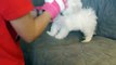 Cute Maltese puppy dog barking and playing with glove things Plainfield puppies funny videos _ Tune.pk
