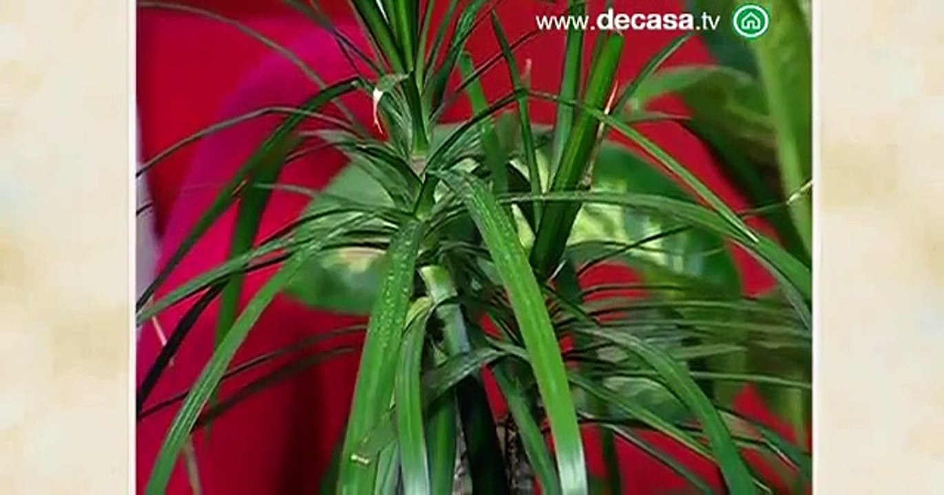 Feng Shui La importancia de las plantas en el Feng Shui