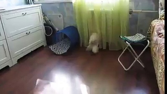 It s Funny That Tail Has A Mind Of Its Own