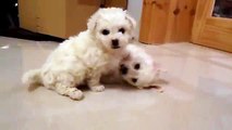 Doras Bichon Frise Pups 2014 6 weeks old playing