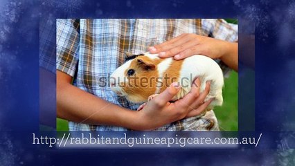 Animoto - Guinea Pig Care