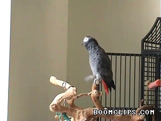 parrot_whistles_famous_song