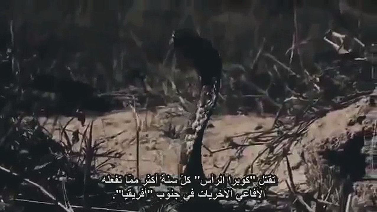 DOCU 025 Worlds Deadliest Animals History channel BBC documentary