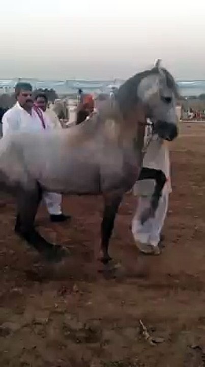 Horse Riding in Bahria