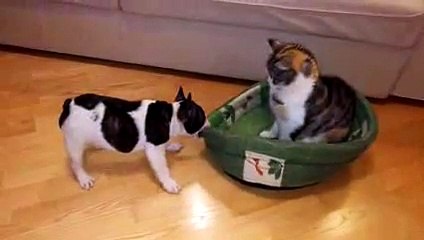 Un chiot veut récupérer son panier squatté par un chat