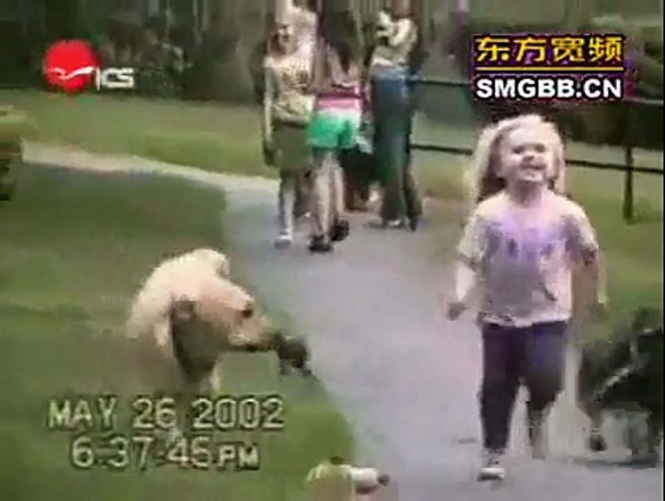 The world's most funny dog video -