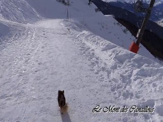 Les canaillous à la montagne - Joucky 4 mois et demi - Le Mont des Canaillous - Chihuahuas