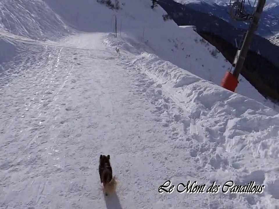 Les canaillous à la montagne - Joucky 4 mois et demi - Le Mont des Canaillous - Chihuahuas