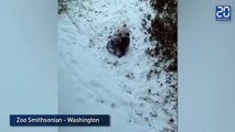 Bao Bao, le bébé panda découvre la neige
