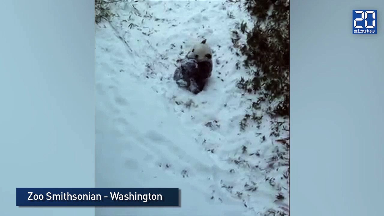 Bao Bao, le bébé panda découvre la neige