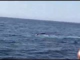 Blue whale impersonates large shark Video